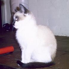 Blanding af racer Diva