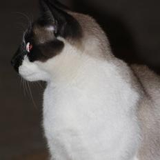 Blanding af racer Diva