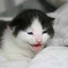 Blanding af racer Vega