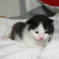 Blanding af racer Vega