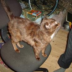 Huskat Kisor +død d.8-5-08+  :´(