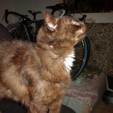 Huskat Kisor +død d.8-5-08+  :´(