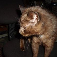 Huskat Kisor +død d.8-5-08+  :´(