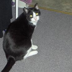 Huskat Elvis. kom hjem til søs..