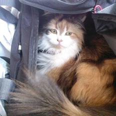 Blanding af racer Silke