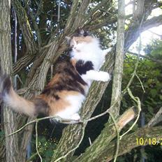 Blanding af racer Silke