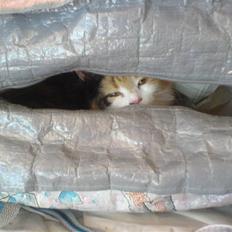 Blanding af racer Silke