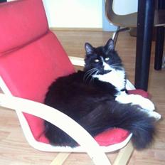 Blanding af racer Tango*væk*