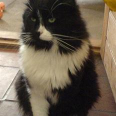 Blanding af racer Tango*væk*