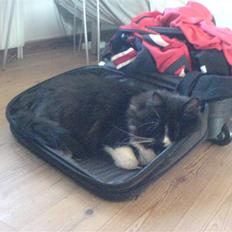 Blanding af racer Tango*væk*