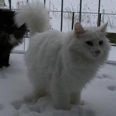 Norsk Skovkat Fyns Skovkatte's Annemone