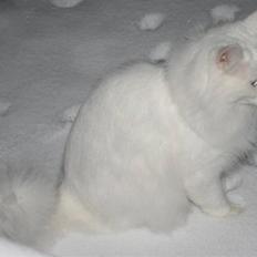 Norsk Skovkat Fyns Skovkatte's Annemone