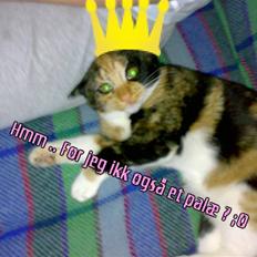 Blanding af racer Bailey R.I.P