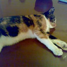 Blanding af racer Bailey R.I.P