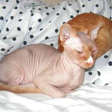 Sphynx skalde/polkagris 