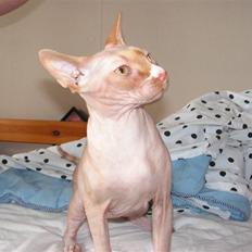Sphynx skalde/polkagris 