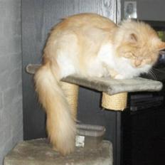 Maine Coon Pussi (Solgt)