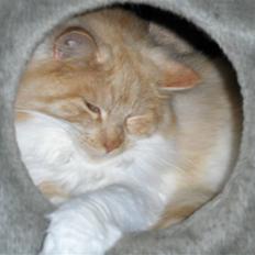 Maine Coon Pussi (Solgt)