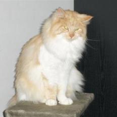 Maine Coon Pussi (Solgt)