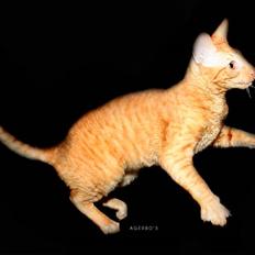 Cornish Rex krølle/ girbius *R.I.P*