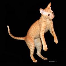 Cornish Rex krølle/ girbius *R.I.P*