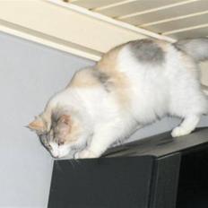 Maine Coon Bianca (solgt)