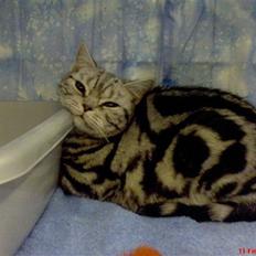 British Shorthair Albert