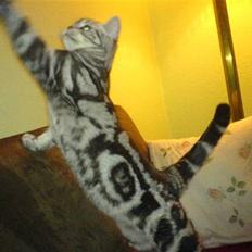 British Shorthair Albert