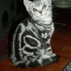 British Shorthair Albert