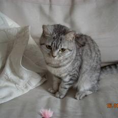British Shorthair Cirkeline