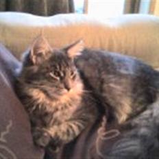 Blanding af racer Bimmer