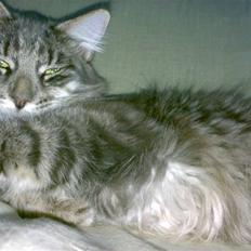 Blanding af racer Bimmer