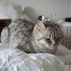 British Shorthair Cirkeline