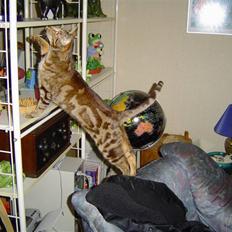 Ocicat Tabby