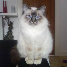 Hellig Birma Agapanthus