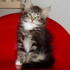 Blanding af racer Felix