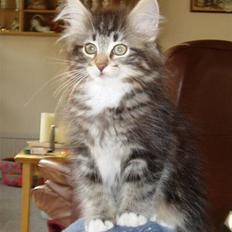 Blanding af racer Felix