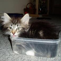 Blanding af racer Felix