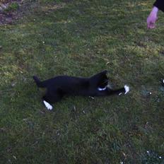 Blanding af racer Prins Pjuske Pels