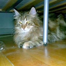 Norsk Skovkat Jessica