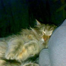 Norsk Skovkat Jessica