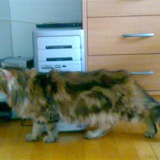 Norsk Skovkat Jessica