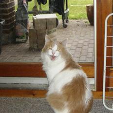 Blanding af racer Aslan R.I.P.