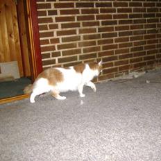 Blanding af racer Aslan R.I.P.