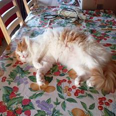 Blanding af racer Aslan R.I.P.