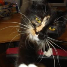 Blanding af racer Speddie