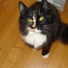 Blanding af racer Speddie