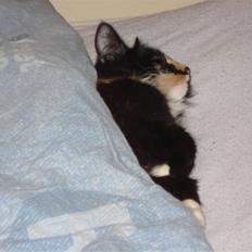 Blanding af racer Speddie