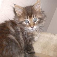 Maine Coon Malthe P.