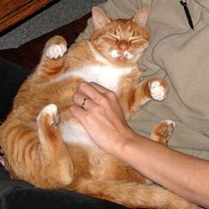 Huskat Sofus † 12/6-08 †